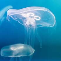 A jellyfish underwater