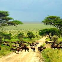 migration in central Serengeti