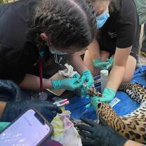 Workshops in the Conservation and Animal care Internship