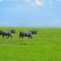 Rhinoceros