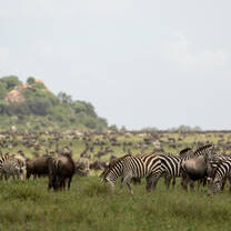 Wildbeest migration