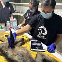 Workshops in the Conservation and Animal care Internship