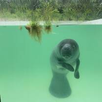 Amazonian manatee in rehabilitation