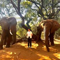 A volunteer stands between two elephants