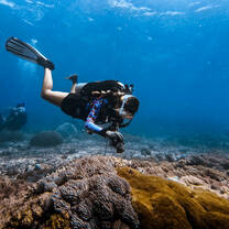 Diver photographing coral