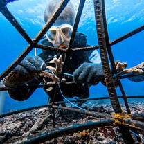 Diver adding coral frament to an artificial reef structure
