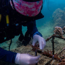 Making a difference to our reefs