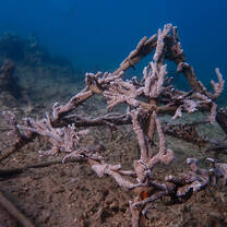One of our guests was a wielder and created a new structure for our reefs