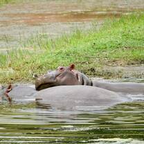 two hippos lounging in the water
