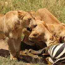 lioness  