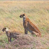 Cheetah
