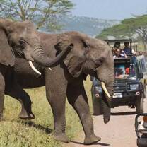 Elephants 