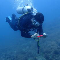Reef Check 1
