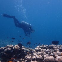 Reef Check 2