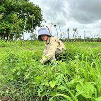A student volunteering on a Fram near Santa Clara, Cuba