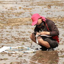 Volunteers are involved in seagrass research.