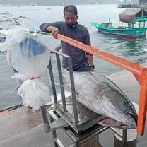 Research on measuring the length of tuna fish.