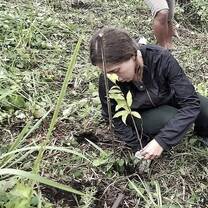 Tree planting.