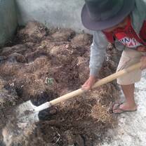 Learning to make organic fertilizer for healthy plants.