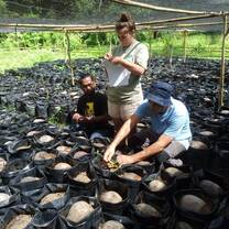 Cultivation of superior coconut varieties using organic fertilizer.
