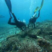 Volunteers are involved in coral restoration research.