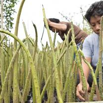 Mangrove seedling nursery process.