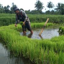 The process of planting healthy rice in the paddy field.