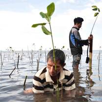 Volunteers are involved in mangrove research.