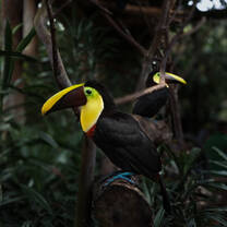 La Paz Waterfall Gardens