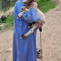 Volunteers holding a baby lamb 