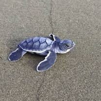 Sea Turtle Conservation