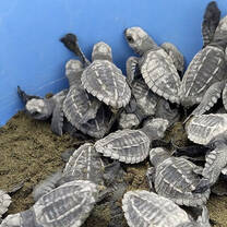 baby turtles Costa Rica