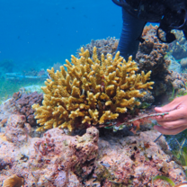 coral restoration
