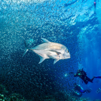 diving program