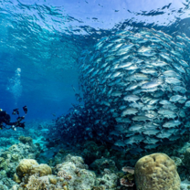 diving in cebu