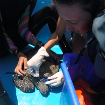 Sea Turtle Monitoring