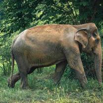 Hands off elephant sanctuary service experience