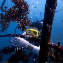 Nursery Maintenance