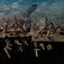A resident Hawksbill checking out our artificial reef