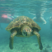 Learn about Galapagos wildlife