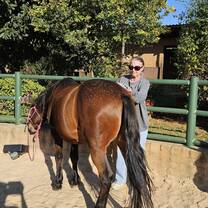 Volunteer brushing a horse 
