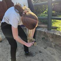 Volunteer doing  hoof cleaning  