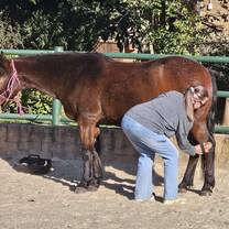 Volunteer grooming a horse 