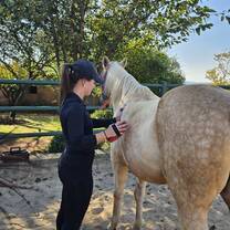 Volunteer assessing horse health 