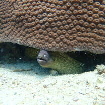 an eels peaks out from under a rock