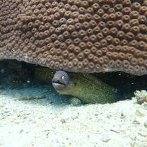 an eels peaks out from under a rock