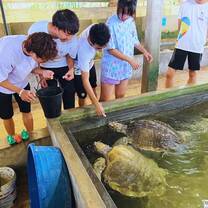 Feeding turtles 