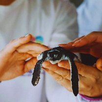 Baby turtle