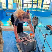 blonde woman weighing turtle at marine animal rehabilitation center