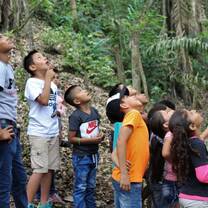 group of children looking at what's on top of the tree